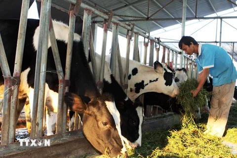 Trang trại chăn nuôi bò sữa của hộ nông dân ở Hà Nam. (Ảnh: Vũ Sinh/TTXVN)