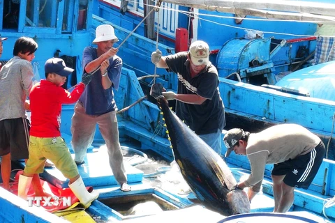 Vận chuyển cá ngừ đại dương lên bờ ở Khánh Hòa. (Ảnh: Nguyên Lý/TTXVN)