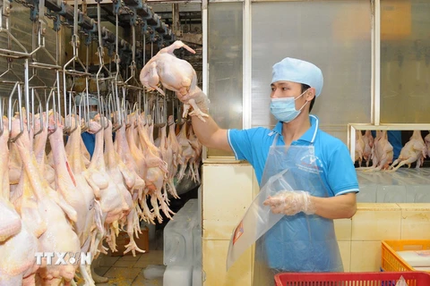 Đóng gói sản phẩm thịt gà cung cấp ra thị trường. (Ảnh: An Hiếu/TTXVN)