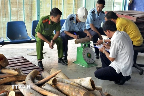 Lực lượng chức năng phát hiện hàng trăm khúc ngà voi buôn bán trái phép. (Ảnh: Tuấn Anh/TTXVN)