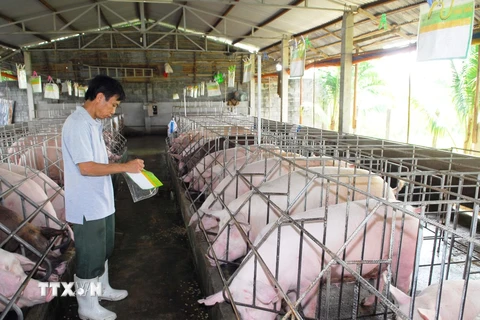 Kiểm tra đàn lợn tại trang trại ở thành phố Hồ Chí Minh. (Ảnh: Mạnh Linh/TTXVN)