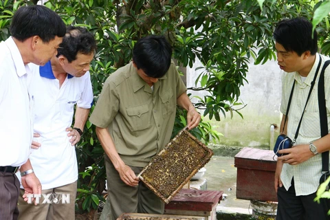 Ảnh minh họa: Kiểm tra ong nuôi tại Ninh Bình. (Nguồn: Đình Huệ/TTXVN)