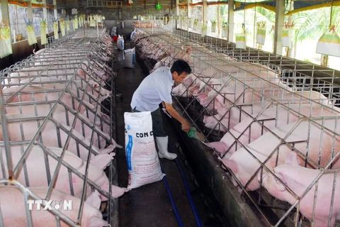Chăn nuôi lợn theo tiêu chuẩn VietGAP tại Thành phố Hồ Chí Minh. (Ảnh: Mạnh Linh/TTXVN)