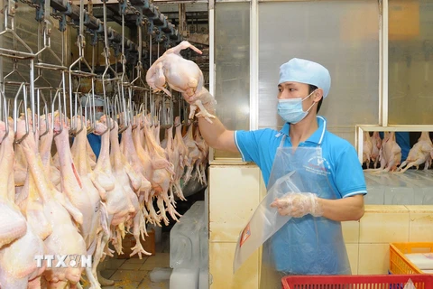 Đóng gói sản phẩm thịt gà để cung cấp ra thị trường. (Ảnh: An Hiếu/TTXVN)