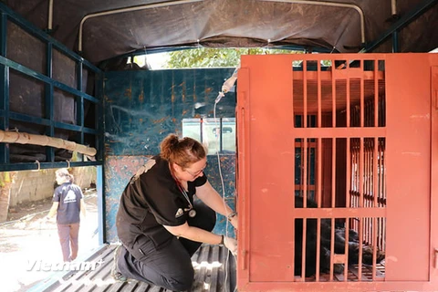 Vận chuyển các cá thể gấu về Trung tâm Cứu hộ Gấu Việt Nam. (Ảnh: NguồnTổ chức Động vật Châu Á)