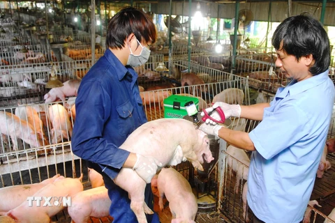 Tiêm phòng vắcxin cho đàn lợn nuôi ở Thành phố Hồ Chí Minh. (Ảnh: Mạnh Linh/TTXVN)