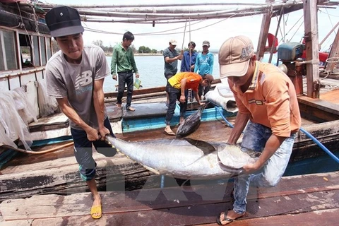 Ngư dân chuyển cá ngừ từ tàu đánh bắt lên cảng tại Quảng Ngãi. (Ảnh: Lâm Khánh/TTXVN)