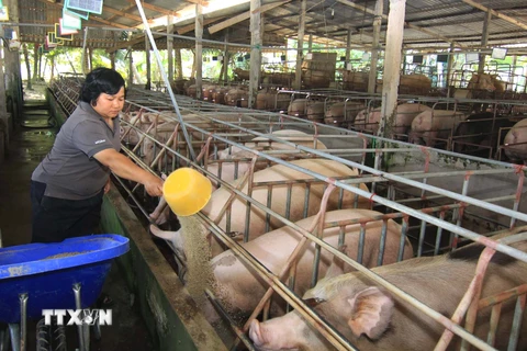 Nông dân chăm sóc đàn lợn nái ở Tiền Giang. (Ảnh: Vũ Sinh/TTXVN)