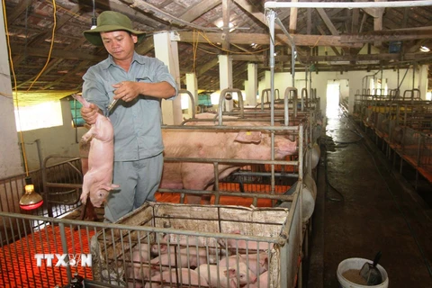 Chăm sóc lợn giống tại Trung tâm giống vật nuôi Phú Yên. (Ảnh: Vũ Sinh/TTXVN)