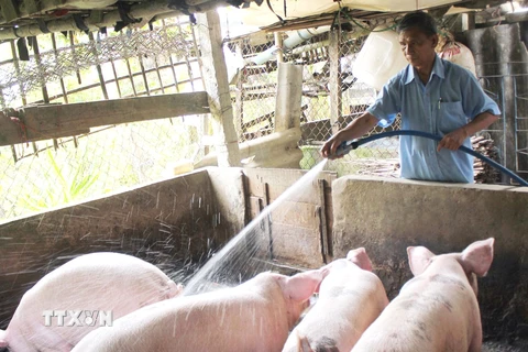 Chăm sóc đàn lợn nuôi tại Cần Thơ. (Ảnh: Nguyễn Thanh Liêm/TTXVN)