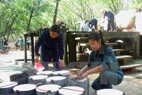 Thu hoạch mủ cao su tại Tây Ninh. (Nguồn: TTXVN)