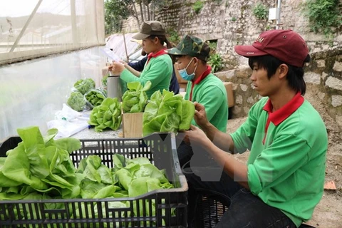 Đóng gói rau tại một trang trại trồng rau thuỷ canh tại thành phố Đà Lạt trước khi đưa đi tiêu thụ. (Ảnh: Nguyễn Dũng/TTXVN)
