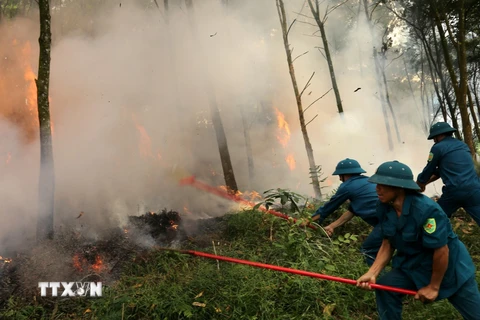 Lực lượng dân quân tự vệ tham gia diễn tập phòng cháy rừng tại Phú Thọ. (Ảnh: Trung Kiên/TTXVN)