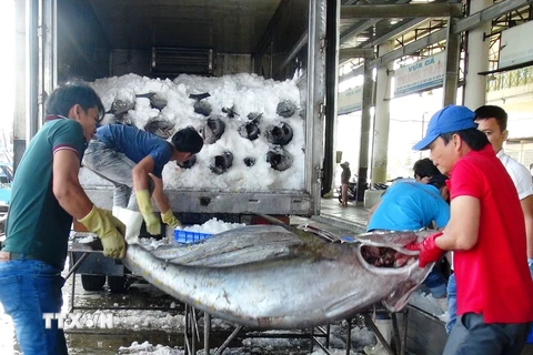 Thu mua cá ngừ đại dương ở Khánh Hòa. (Ảnh: Nguyên Lý/TTXVN)
