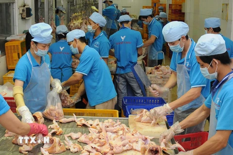 Phân loại sản phẩm thịt gà cung cấp ra thị trường. (Ảnh: An Hiếu/TTXVN)