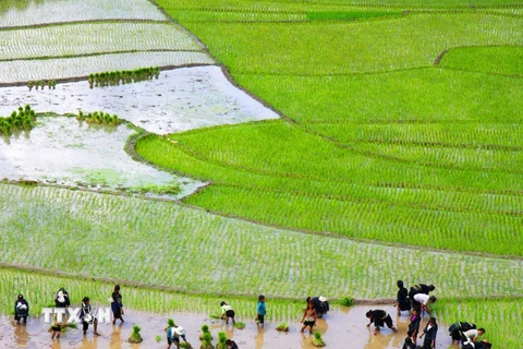 Nông dân gieo cấy lúa ở Lào Cai. (Ảnh: Phương Hoa/TTXVN)