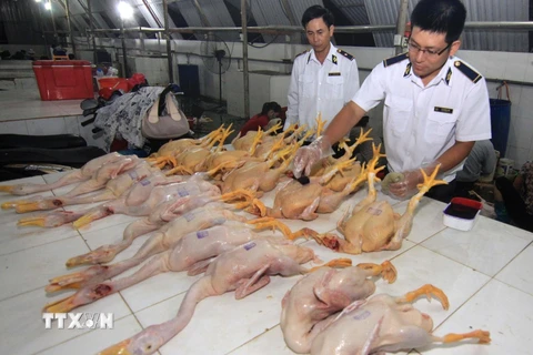 Nhân viên thú y kiểm tra, đóng dấu kiểm dịch sản phẩm thịt gia cầm tại Hải Dương. (Ảnh: Vũ Sinh/TTXVN)