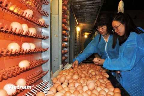 Trứng gà ĐTK được kiểm soát an toàn sinh học trong toàn bộ quy trình sản xuất. (Ảnh: Thanh Tâm/Vietnam+)