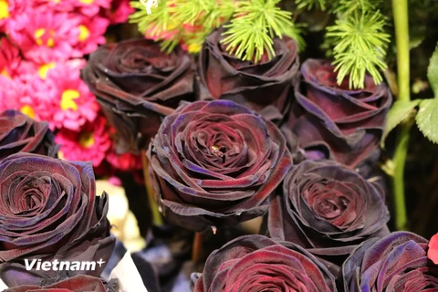 Hoa hồng đen là loại hoa nhập khẩu nên có mức giá khá “chát” và hiếm. (Ảnh: Nam Giang/Vietnam+)