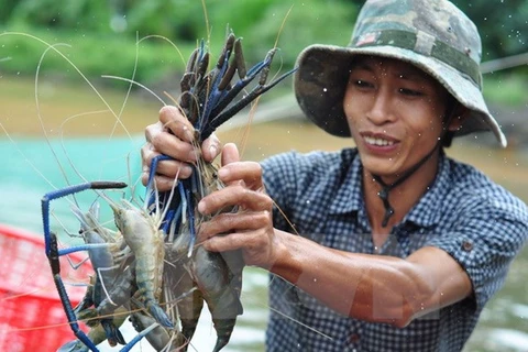 Thu hoạch tôm. (Ảnh: Công Phong/TTXVN)