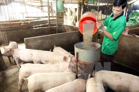 Ảnh minh họa: Chăn nuôi lợn ở Vĩnh Phúc. (Nguồn: Vũ Sinh/TTXVN)