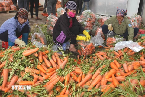 Sơ chế, đóng gói sản phẩm cà rốt trước khi cung cấp ra thị trường. (Ảnh: Vũ Sinh/TTXVN)