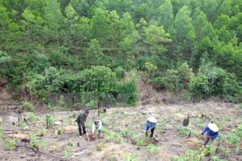 Khuyến khích người dân trồng rừng. Ảnh: Quang Quyết/TTXVN