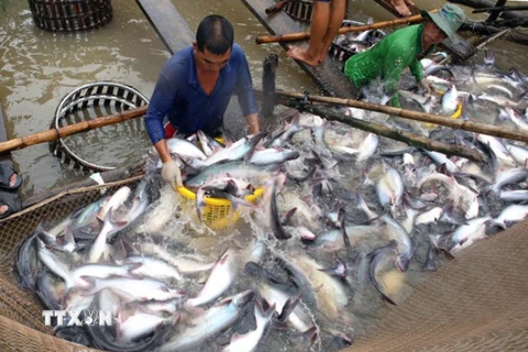Thu hoạch cá tra tại tổ hợp tác nuôi cá tra Tân Thạnh, xã Tân Hội, TP Vĩnh Long. Ảnh: Vũ Sinh/TTXVN