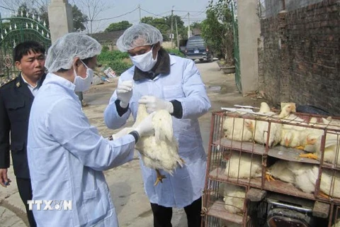 Tiêm phòng vắcxin phòng chống dịch cúm H5N1 cho đàn gia cầm. (Ảnh: Hải Yến/TTXVN)