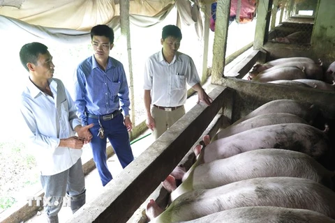 Các hộ chăn nuôi lợn ở Nam Định tiếp tục chăm sóc lợn chờ giá nhích lên. (Ảnh: Văn Đạt/TTXVN)