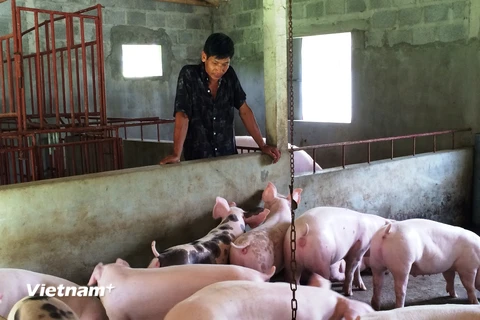 Người chăn nuôi thẫn thờ khi nhìn đàn lợn ngày một lớn nhưng không có người mua. (Ảnh: Thanh Tâm/Vietnam+)