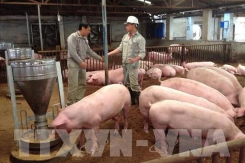 Trang trại chăn nuôi lợn tại huyện Sóc Sơn. (Ảnh: Phương Anh/TTXVN)