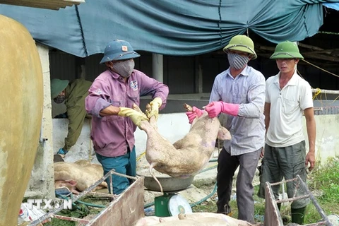 Ảnh minh họa: Lực lượng chức năng kiểm đếm và đưa lợn bị bệnh đi tiêu hủy ở Hà Tĩnh. (Ảnh: Công Tường/TTXVN)