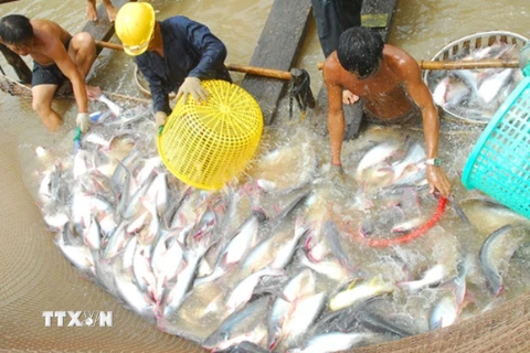 Người dân thu hoạch cá tra. (Ảnh: Thanh Vũ/TTXVN)
