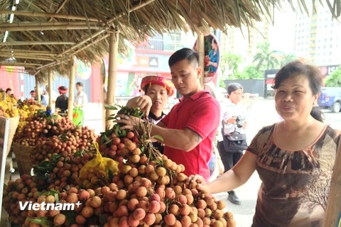 Người tiêu dùng Thủ đô hào hứng lựa chọn mua vải thiều Lục Ngạn. (Ảnh: Thanh Tâm/Vietnam+)