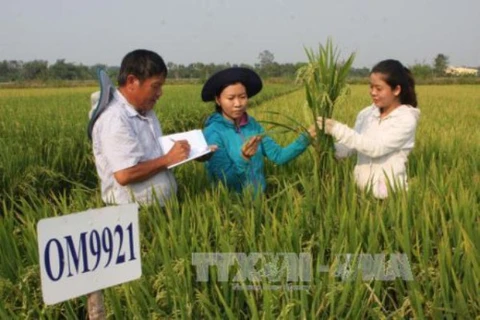 Kiểm tra chất lượng giống lúa lai tạo chịu mặn trên ruộng thực nghiệm của Viện lúa Đồng bằng sông Cửu Long. (Ảnh: Tràng Dương/TTXVN)