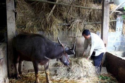 Ảnh minh họa: Người chăn nuôi trữ thức ăn phòng rét cho trâu. (Ảnh: Thế Duyệt/TTXVN)