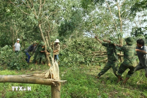 Bộ đội Sư đoàn 968 giúp người dân huyện Vĩnh Linh, Quảng Trị chống lại vườn cây cao su bị nghiêng đổ do bão số 10. (Ảnh: Hồ Cầu/ TTXVN)