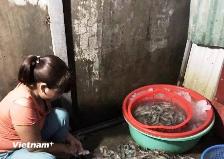 Cơ sở kinh doanh bị bắt quả tang đang bơm tạp chất vào tôm tại chợ đầu mối phía Nam (Hoàng Mai-Hà Nội. (Ảnh: PV/Vietnam+)