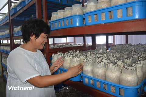 Bà Huệ luôn ấp ủ một mong muốn đó là tạo ra những cây nấm sạch, chất lượng và có giá trị dinh dưỡng cao phục vụ bữa ăn cho người Việt. (Ảnh: Thanh Tâm/Vietnam+)