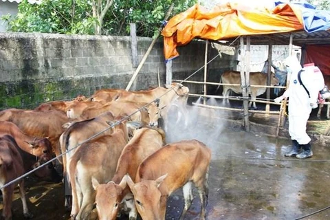 Phun thuốc tiêu độc khử trùng chuồng trại chống dịch lở mồm long móng ở bò. (Nguồn: TTXVN)