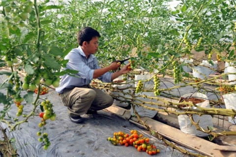 Trồng cà chua bi trong nhà màng tại Thành phố Hồ Chí Minh. (Ảnh: Mạnh Linh/TTXVN)