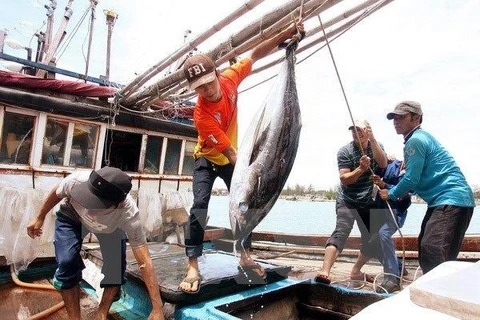 Ngư dân đánh bắt cá ngừ đại dương. (Ảnh: TTXVN)