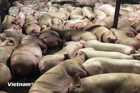 Lợn bị tiêm thuốc an thần nằm la liệt tại cơ sở giết mổ Xuyên Á. (Nguồn ảnh: Bộ Nông nghiệp và Phát triển Nông thôn)