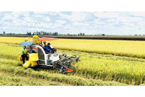 Sản xuất và xuất khẩu gạo của Việt Nam có bước đột phá lớn, gắn với phát triển bền vững