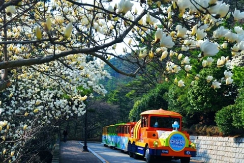 Đi Hàn Quốc ngắm hoa anh đào chỉ với 13,9 triệu đồng 