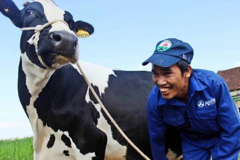 Hoa hậu bò sữa Mộc Châu 2014: Cuộc đua của 135 “cô bò” 
