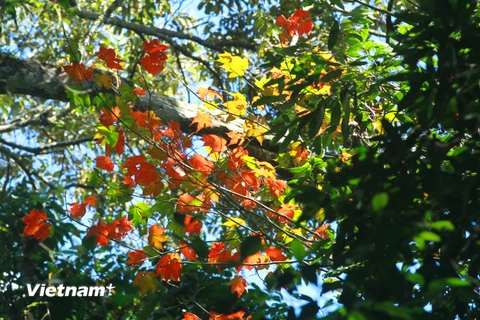 Phong vốn là giống cây xứ lạnh, đặc trưng ở những nước hàn đới, ôn đới. (Ảnh: Xuân Mai/Vietnam+)