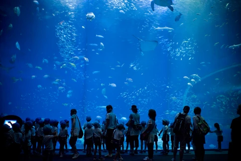Thế giới đại dương trong lòng thủy cung Aqua World Oarai. (Nguồn ảnh: Sở Du lịch tỉnh Ibaraki)