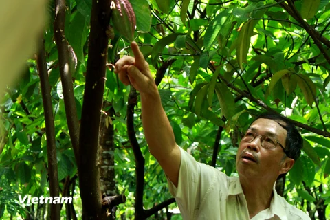 Ông Mười Cương giới thiệu về cây cacao và quy trình sản xuất chocolate thủ công. (Ảnh: Xuân Mai/Vietnam+)